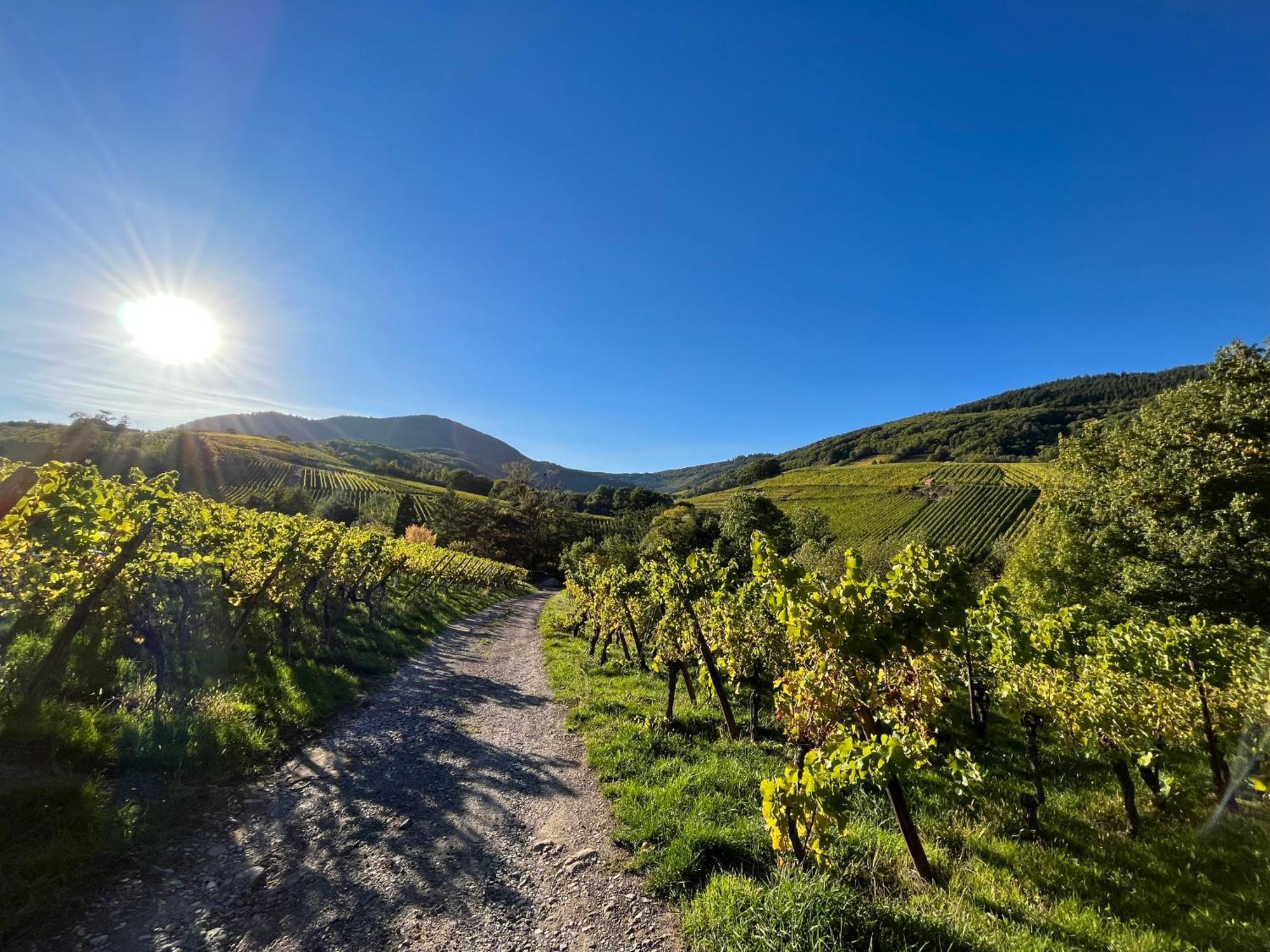 Chambre Du Vigneron - Domaine Leon Bleesz Reichsfeld Bagian luar foto