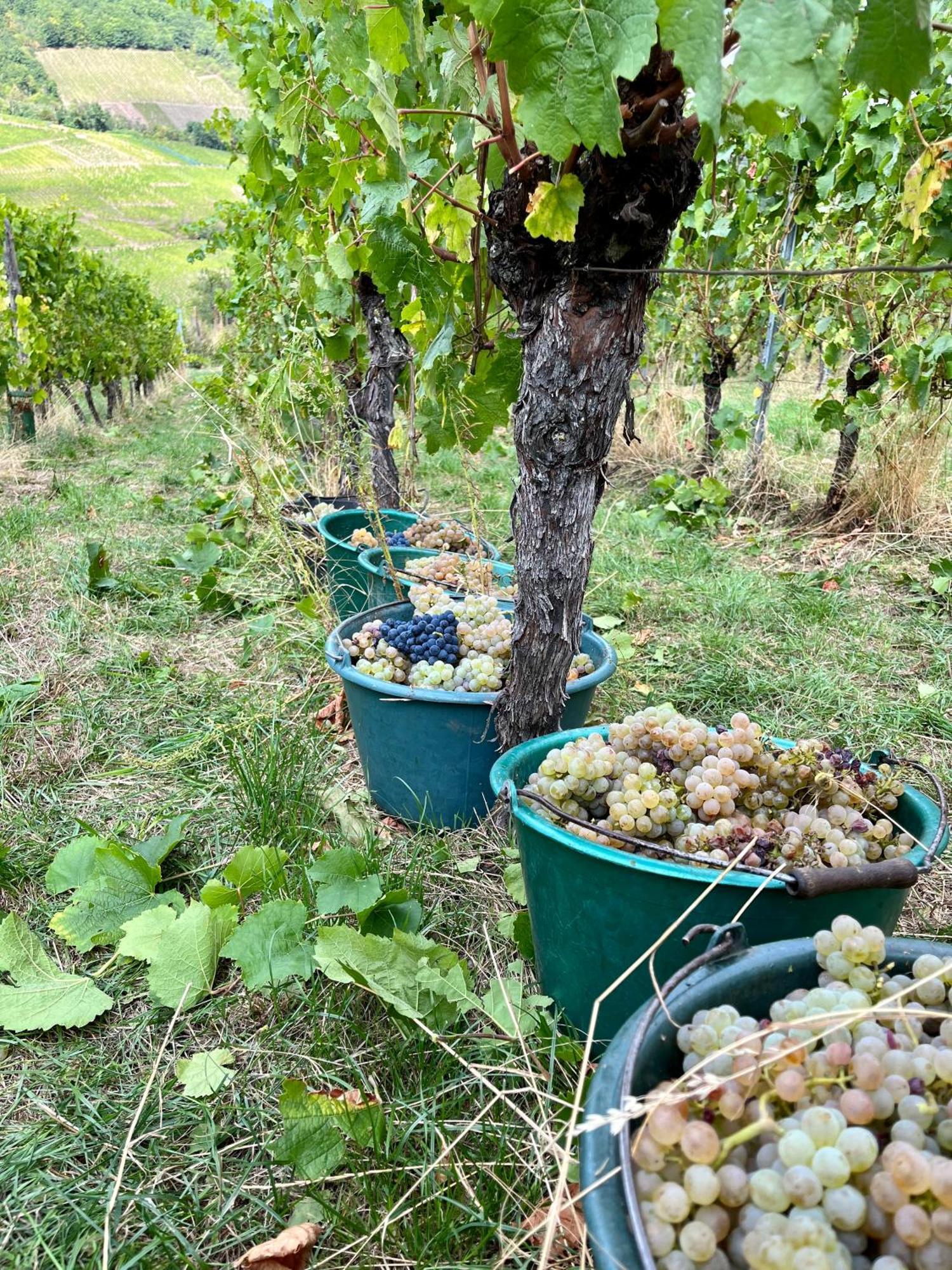 Chambre Du Vigneron - Domaine Leon Bleesz Reichsfeld Bagian luar foto