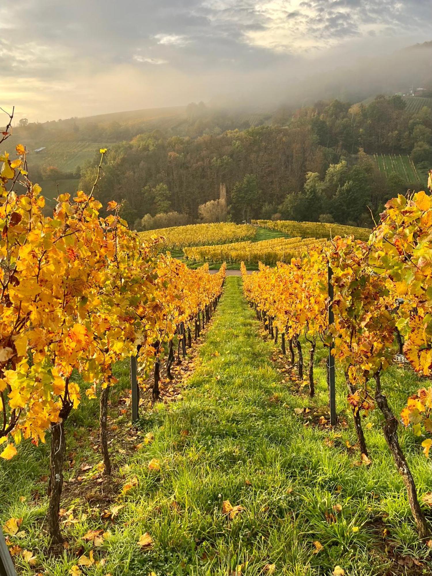 Chambre Du Vigneron - Domaine Leon Bleesz Reichsfeld Bagian luar foto
